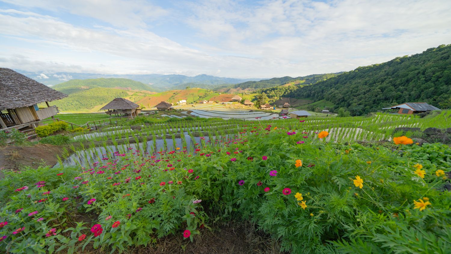 Come and stop by to take photos at the flower gardens in Khao Kho.